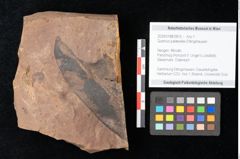 Foto (Objekt + Etikett) von Quercus palaeoilex Ettingshausen (NHMW-GEO-2024-0188-0815)